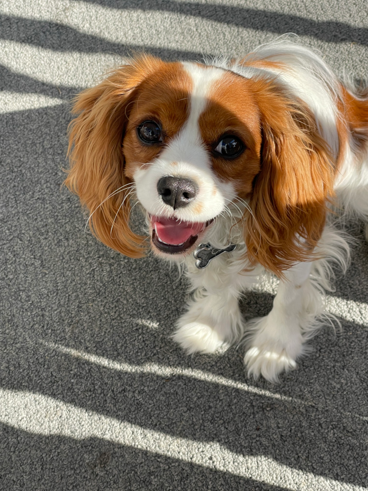 Friendly Cavalier King Charles Spaniel Purebred Pup