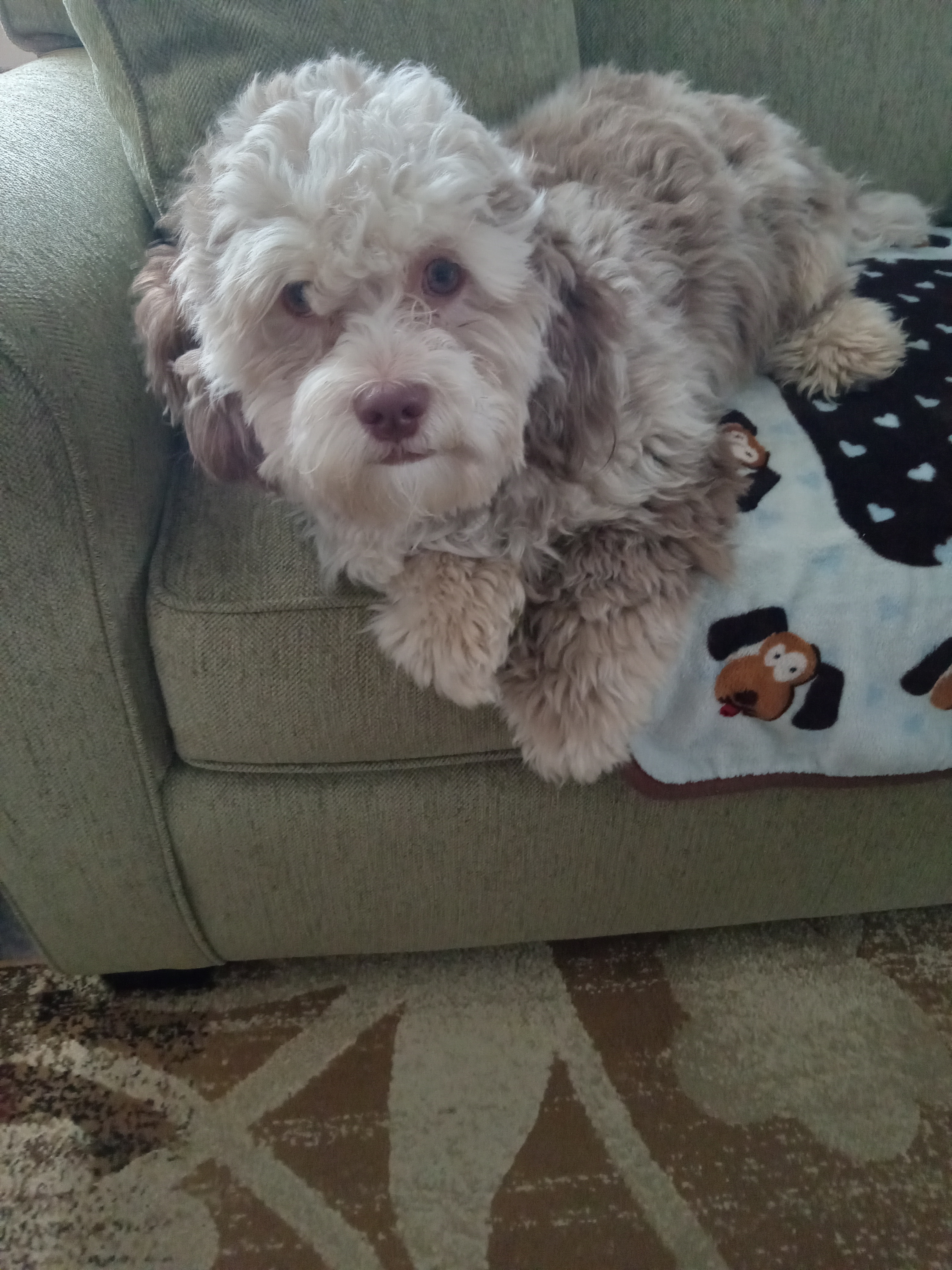Shih Poo Pup Being Cute