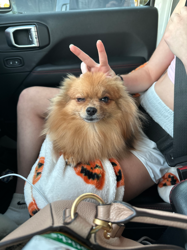 Popular Pomeranian Pup