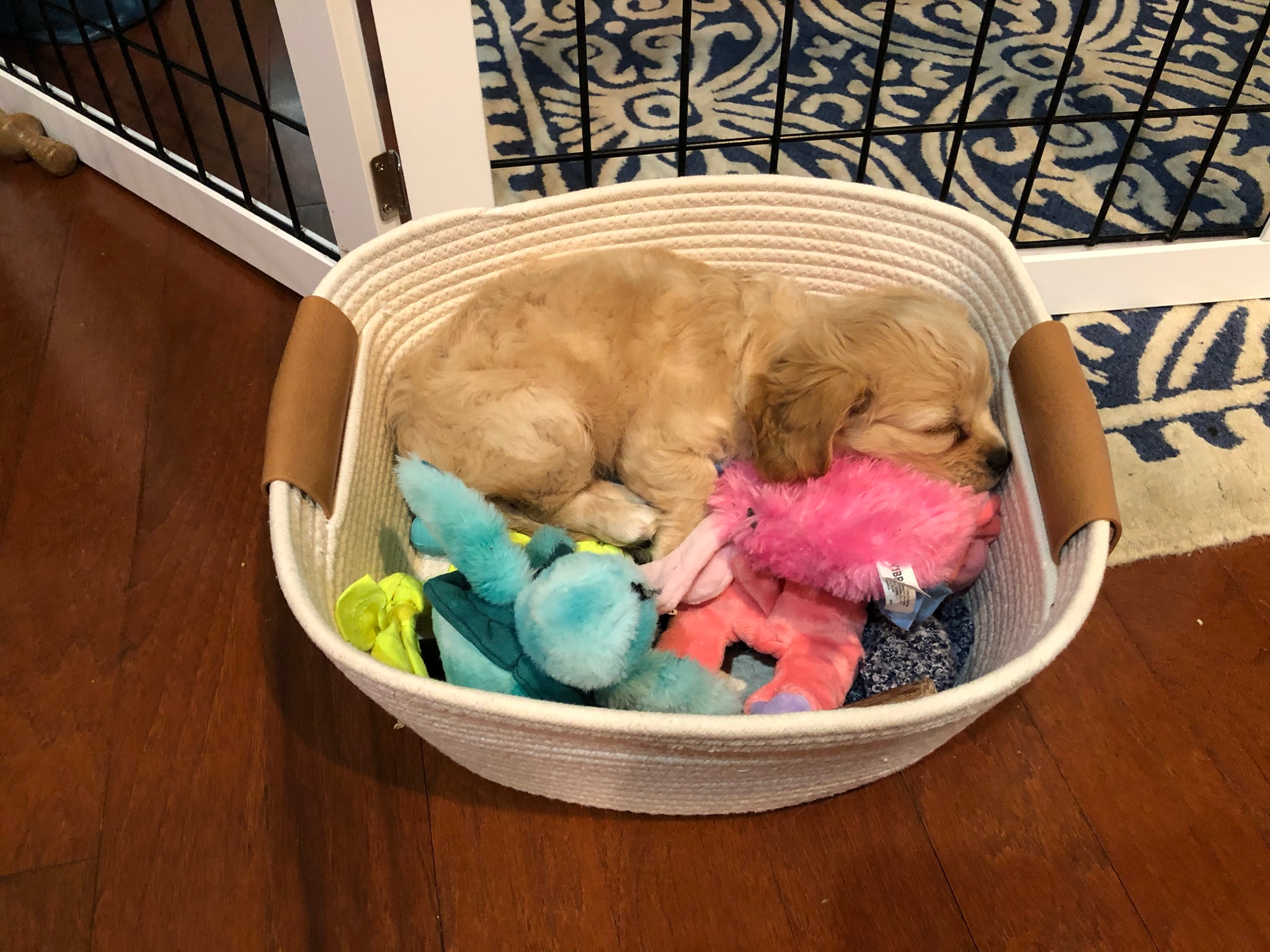 Energetic Cavalier Designer Puppy