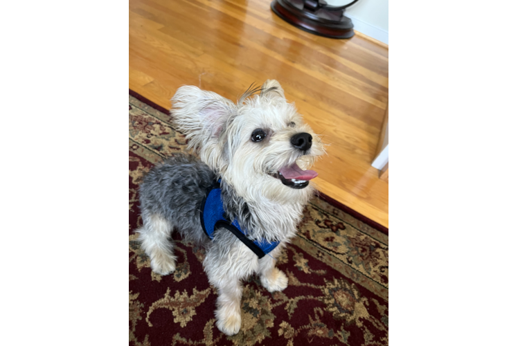 Small Yorkie Chon Baby