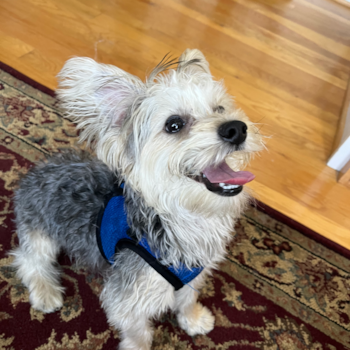 Cute Yorkie Chon Pup