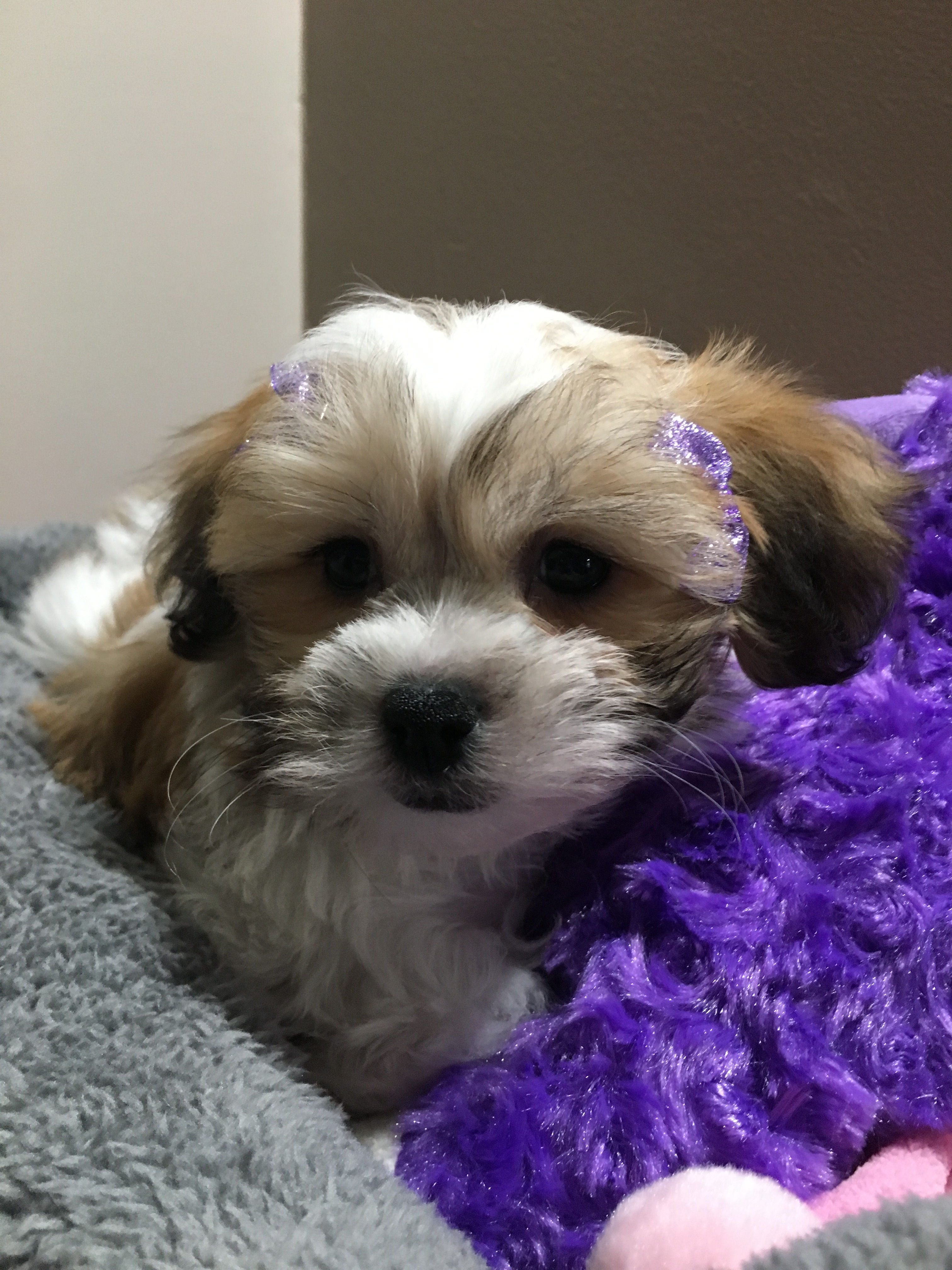 Teddy Bear Puppy for Adoption
