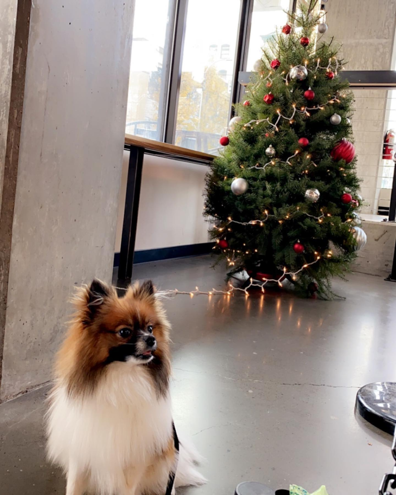 Adorable Pomeranian Purebred Pup