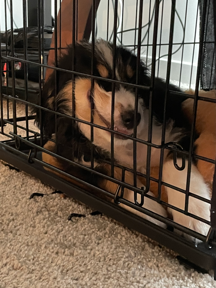 Sweet Mini Bernedoodle Pup