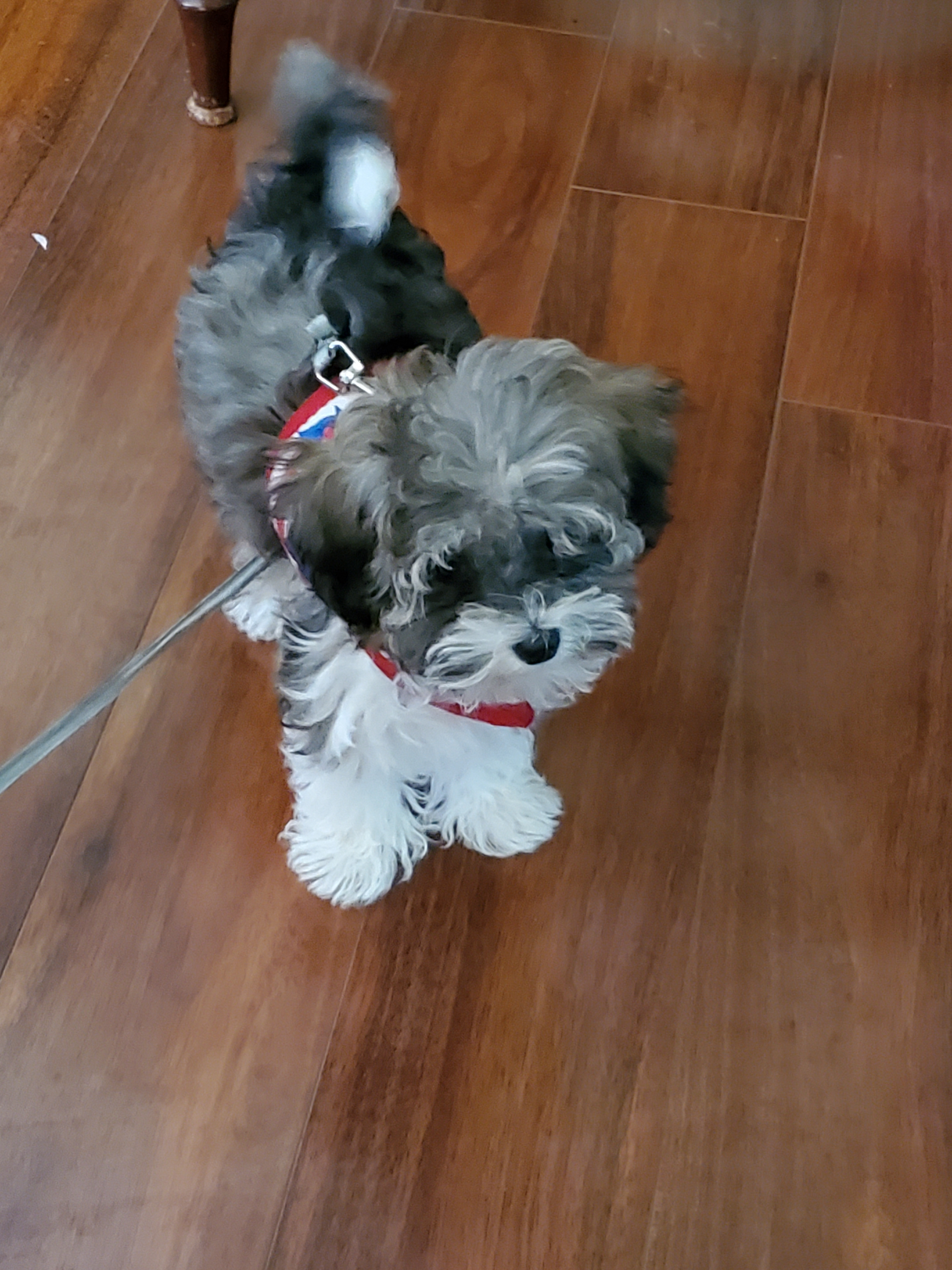 Adorable Havadoodle Poodle Mix Puppy