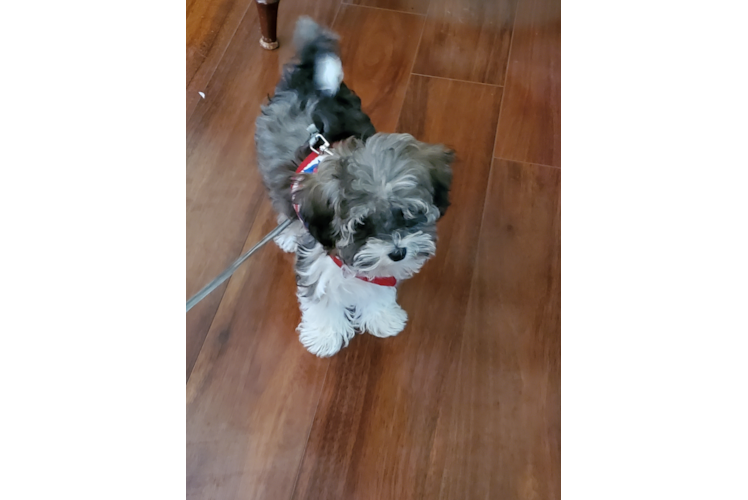Adorable Havadoodle Poodle Mix Puppy