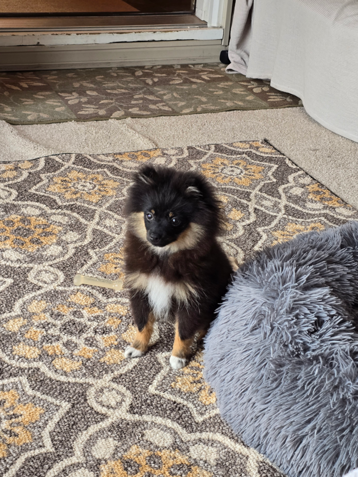 Friendly Pomeranian Purebred Pup
