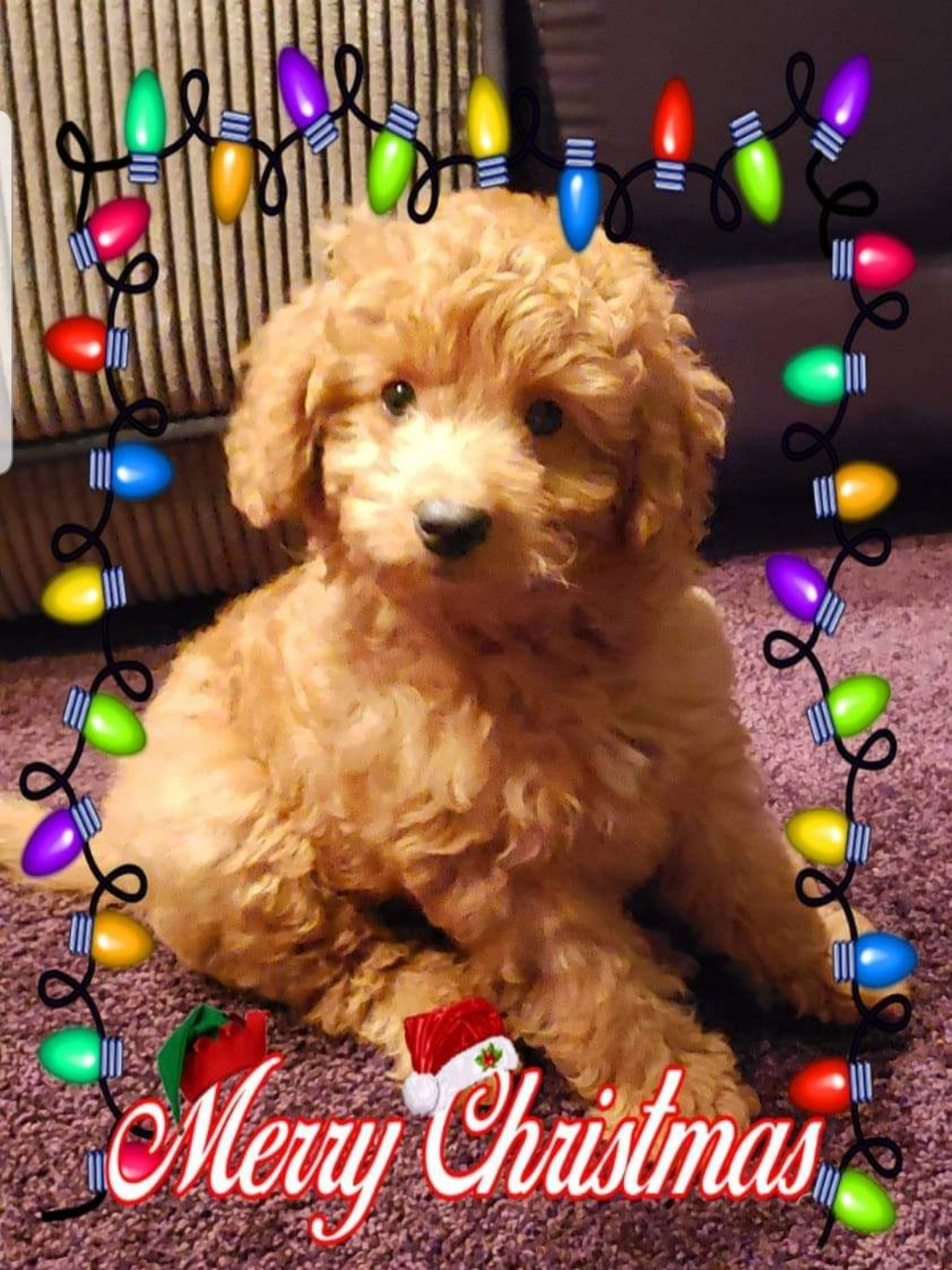 Happy Mini Goldendoodle Baby