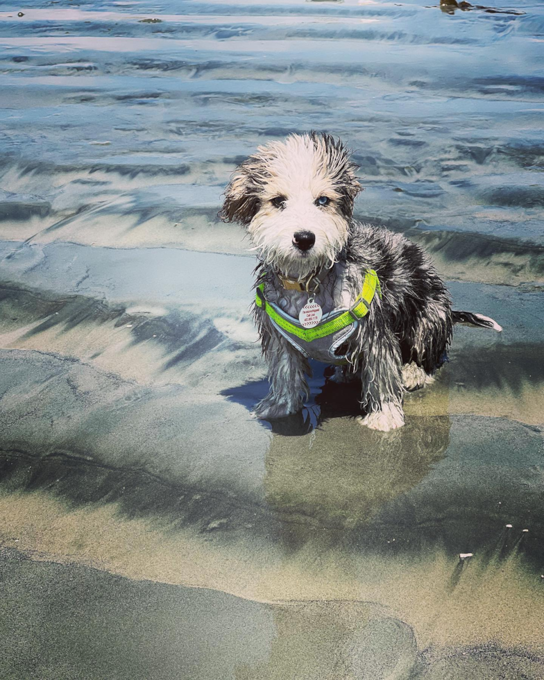 Small Aussiechon Pup