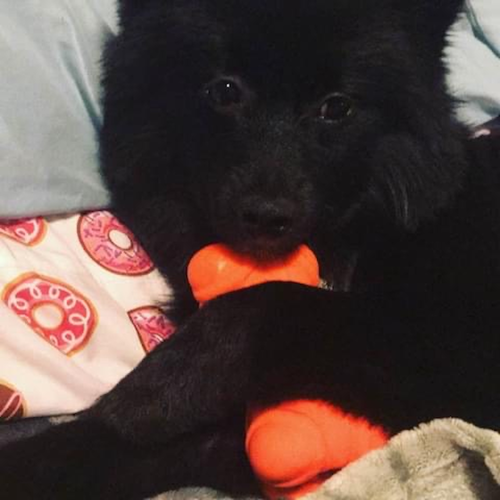 Popular Pomeranian Purebred Pup