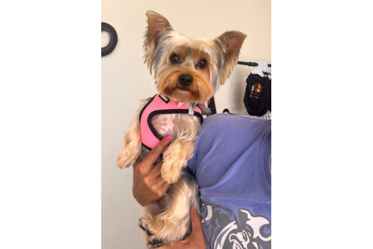 Popular Yorkshire Terrier Purebred Pup