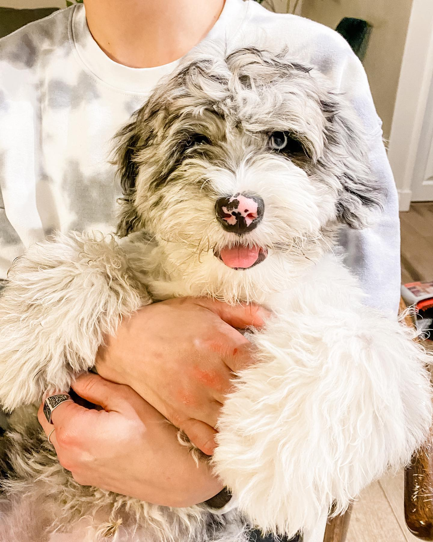 Mini Sheepadoodle Pup Being Cute