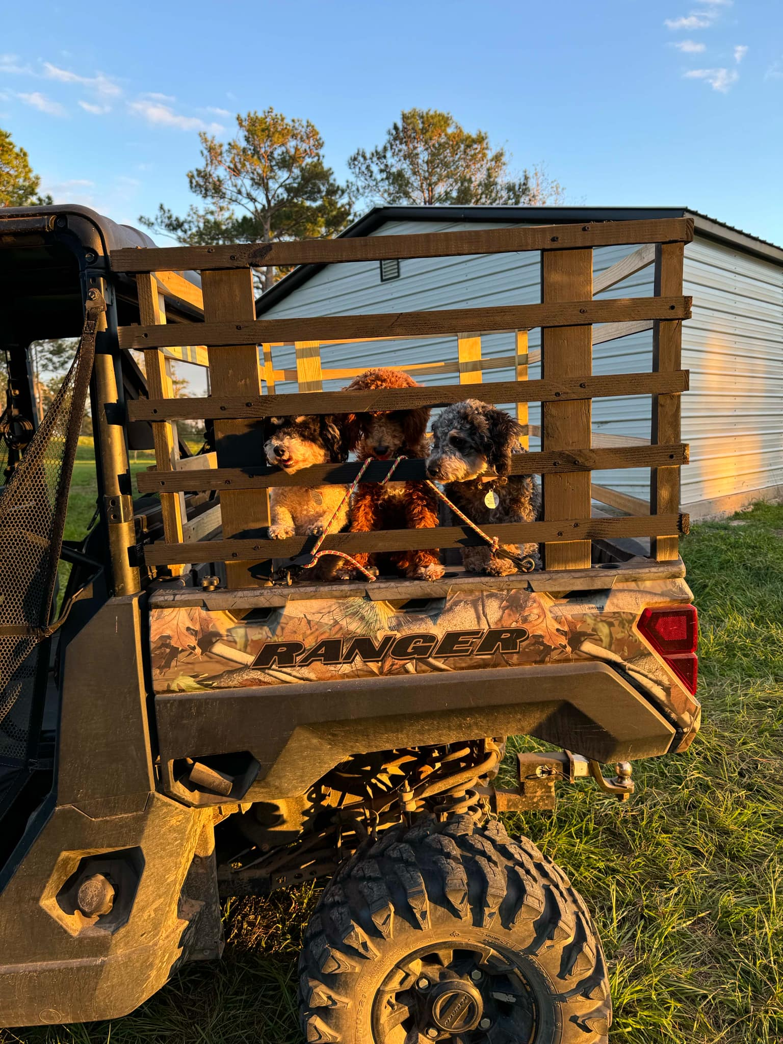 Friendly Poodle Purebred Pup