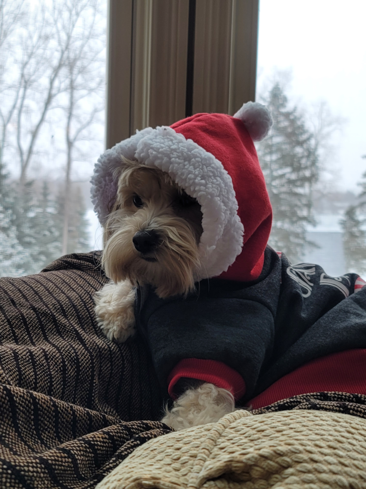 Friendly Maltipoo Pup in