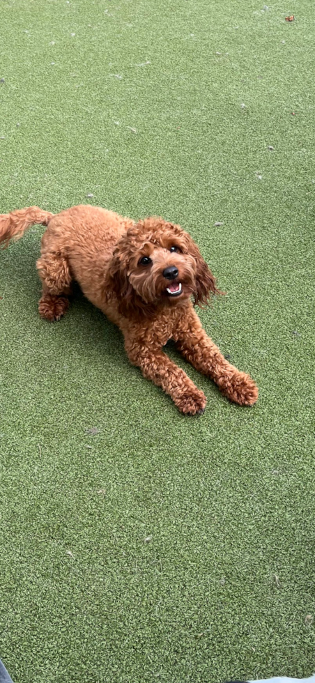 Little Cavoodle Poodle Mix Pup