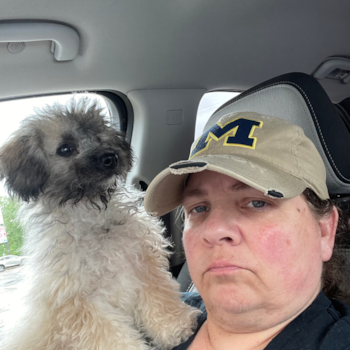 Smart Poochon Poodle Mix Pup