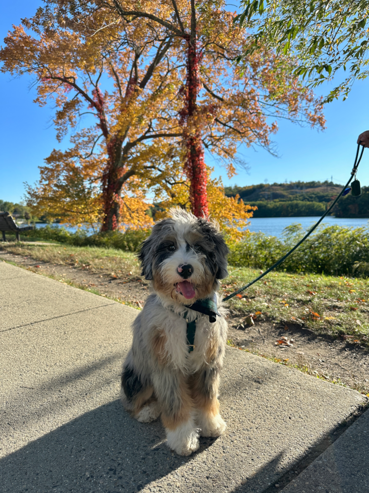 Energetic Mini Berniedoodle Poodle Mix Pup