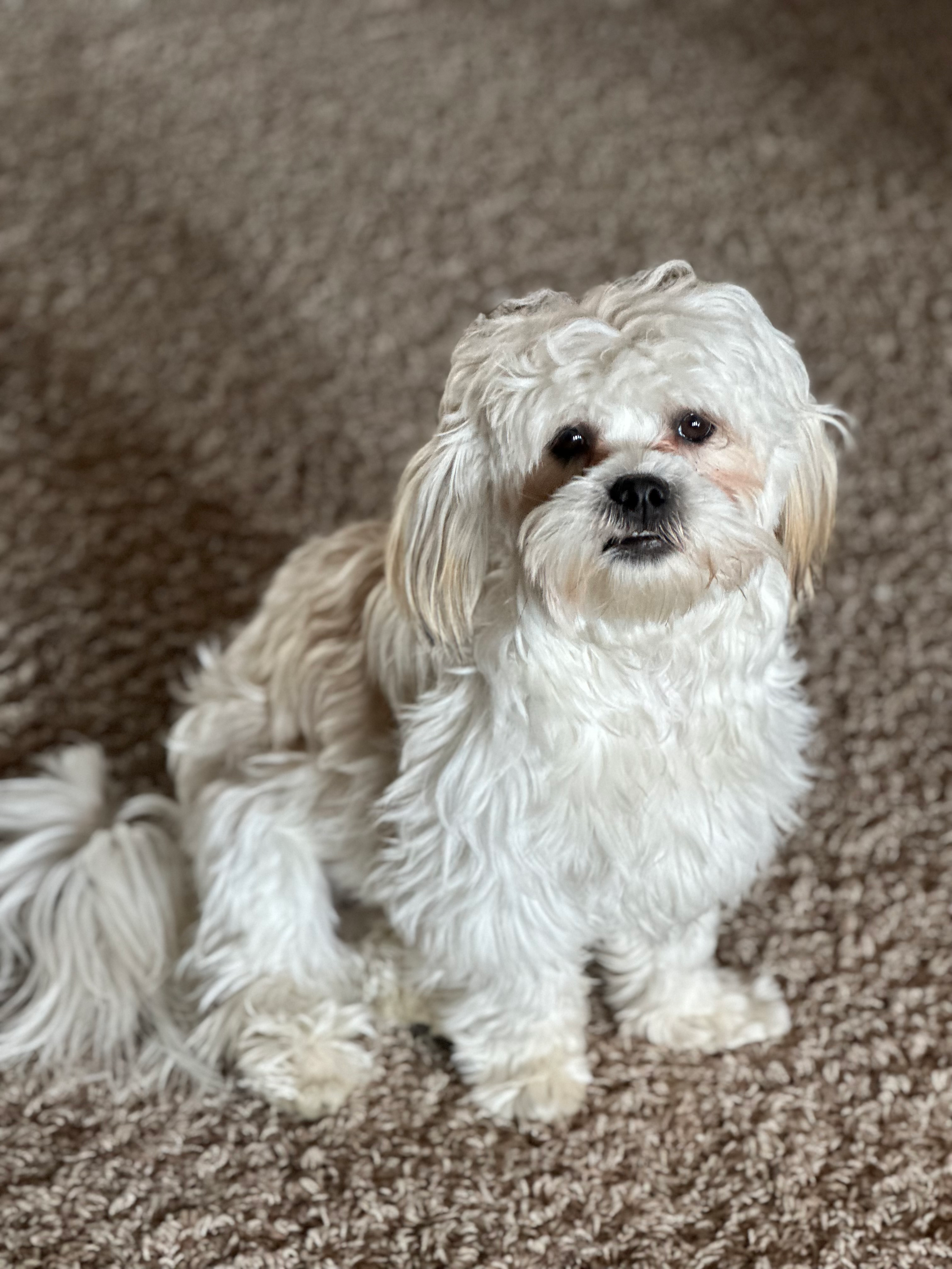 Teddy Bear Pup Being Cute