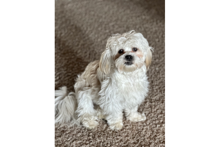 Teddy Bear Pup Being Cute