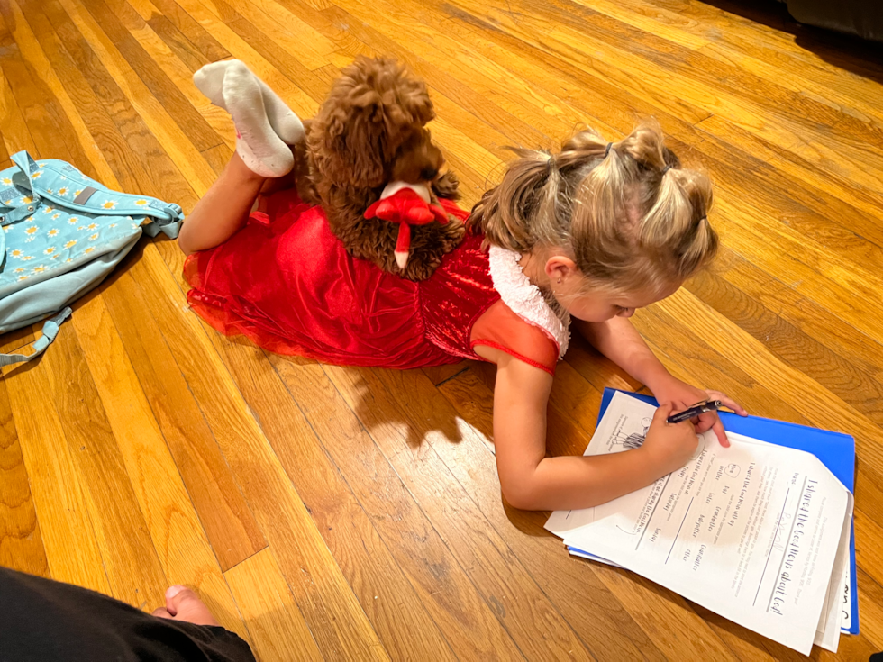 Happy Mini Goldendoodle Pup