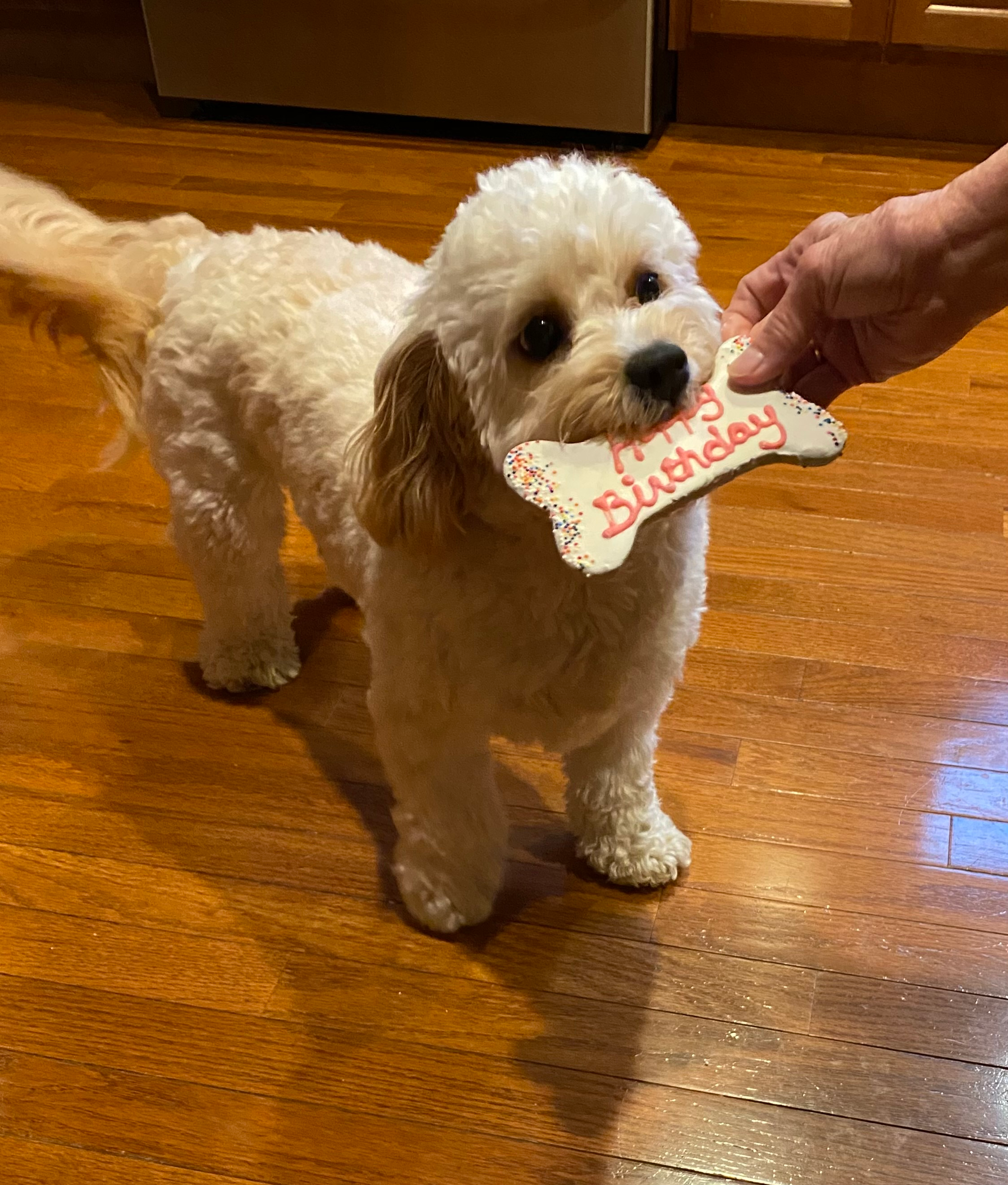 Cavapoo Puppy for Adoption