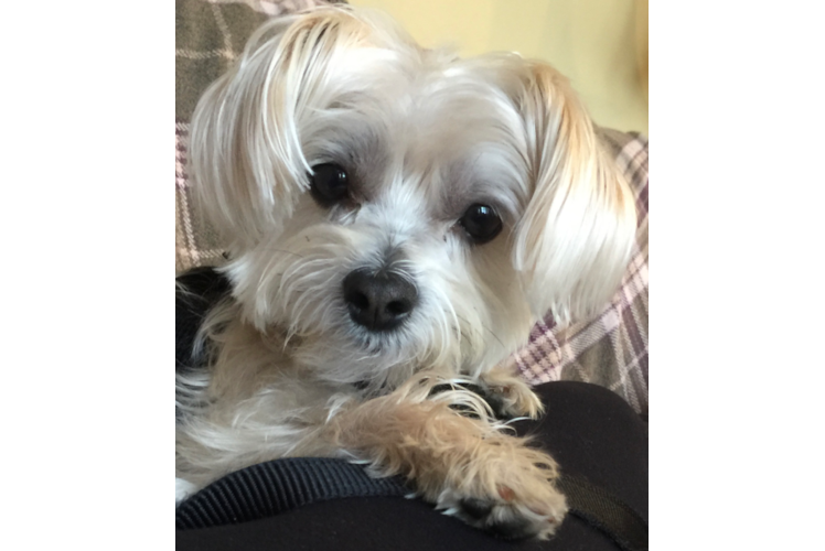 Morkie Puppy for Adoption