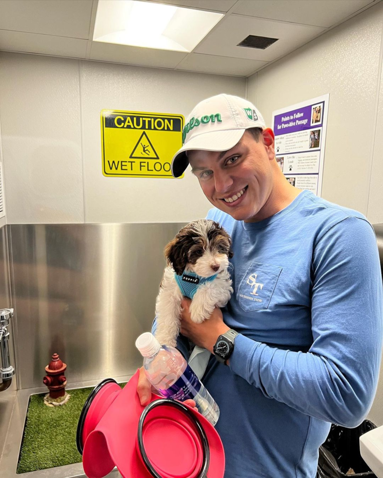 Popular Mini Aussiedoodle Poodle Mix Pup