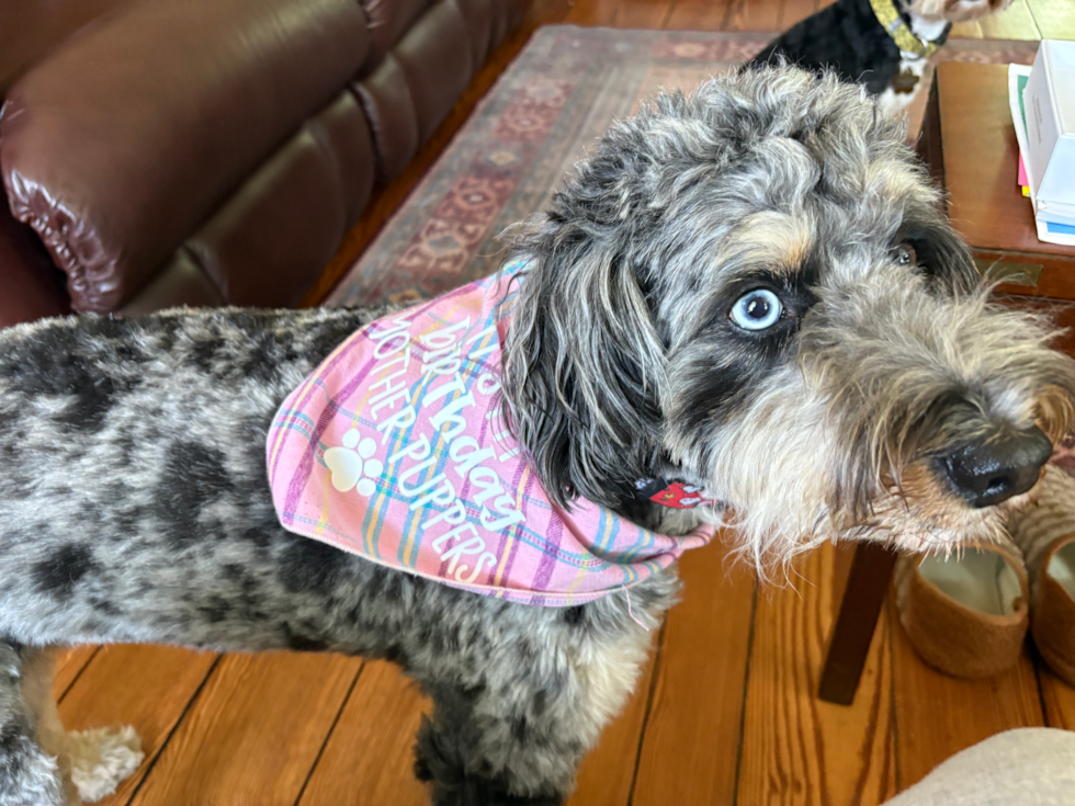 Mini Bernedoodle Being Cute