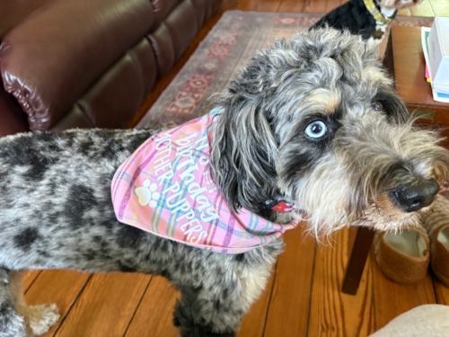 Mini Bernedoodle Being Cute