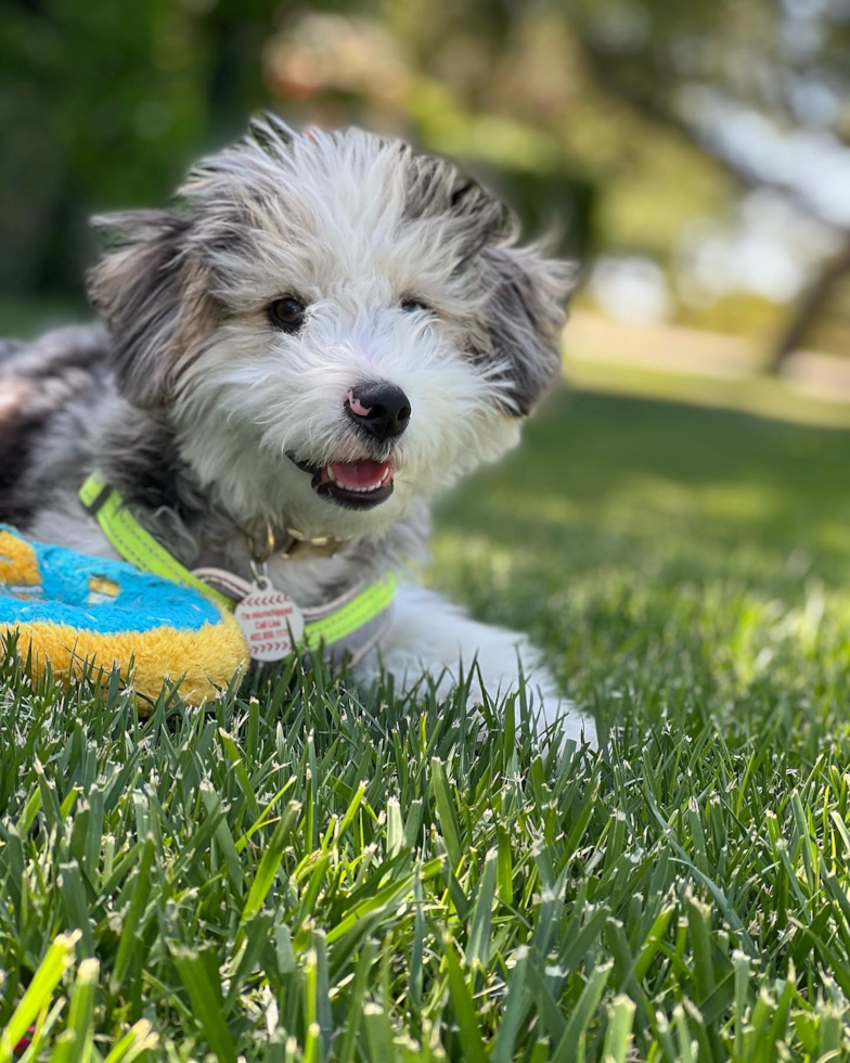 Small Aussiechon Pup
