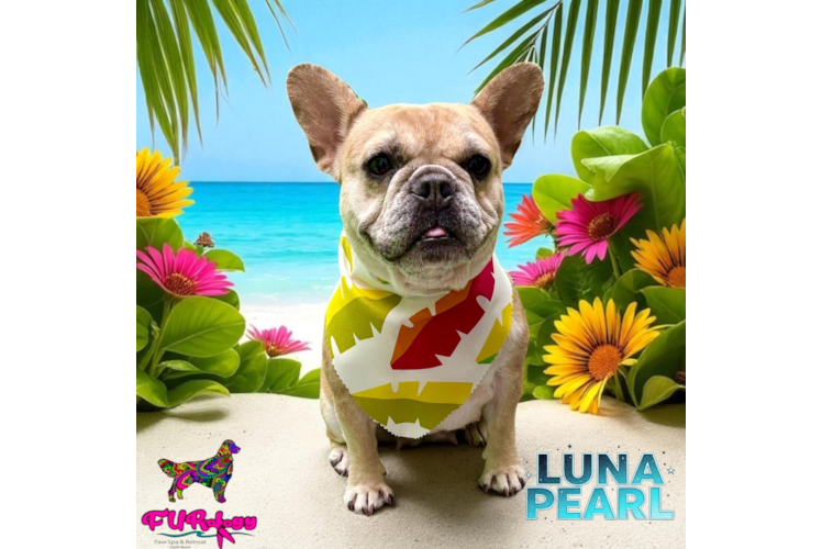 Best French Bulldog Baby