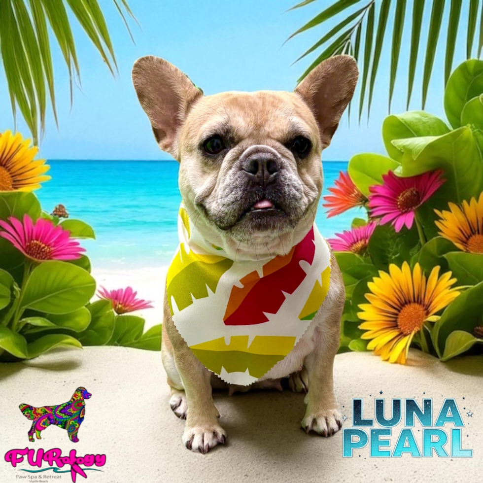 French Bulldog Being Cute