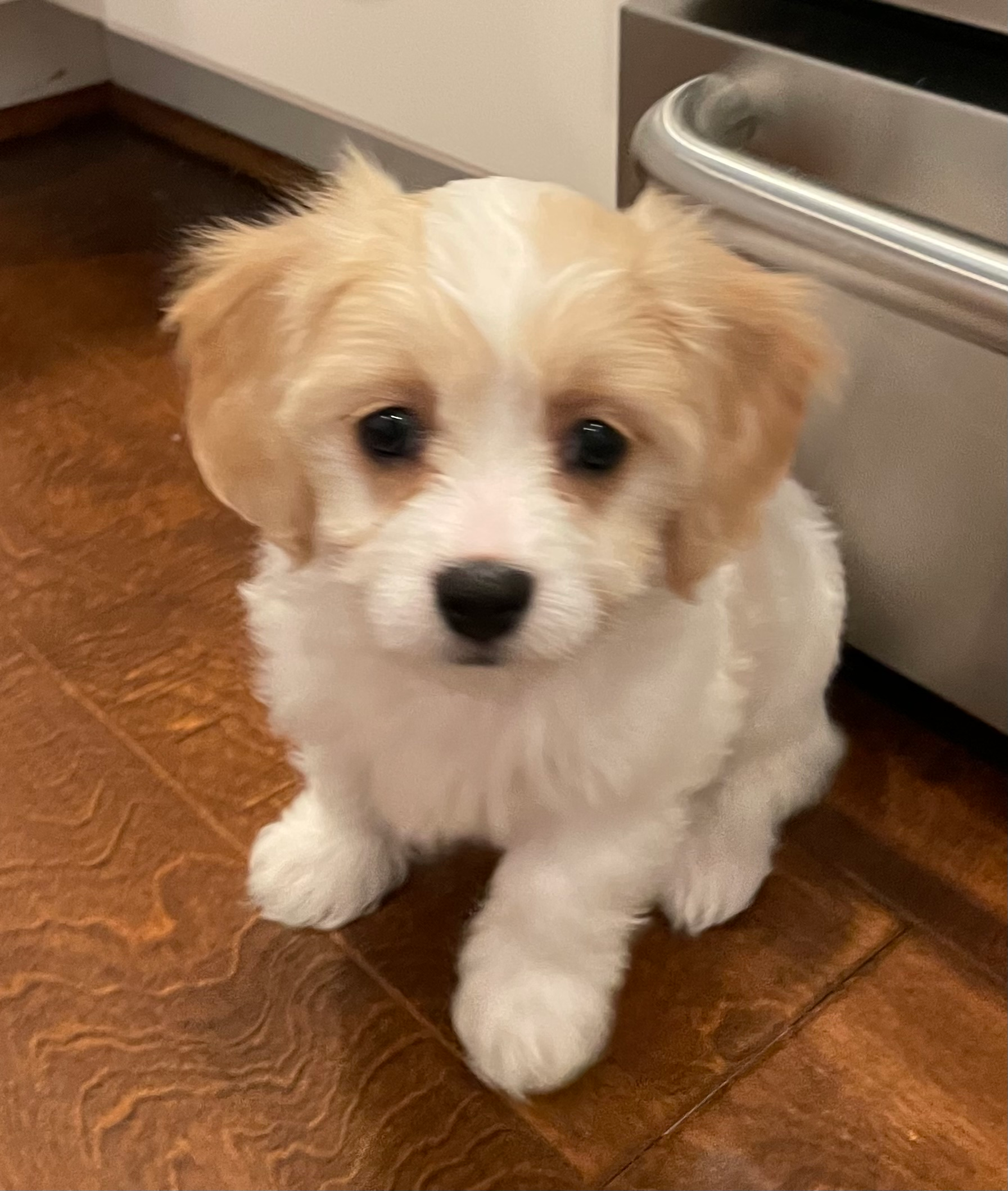 Happy Cavachon Baby