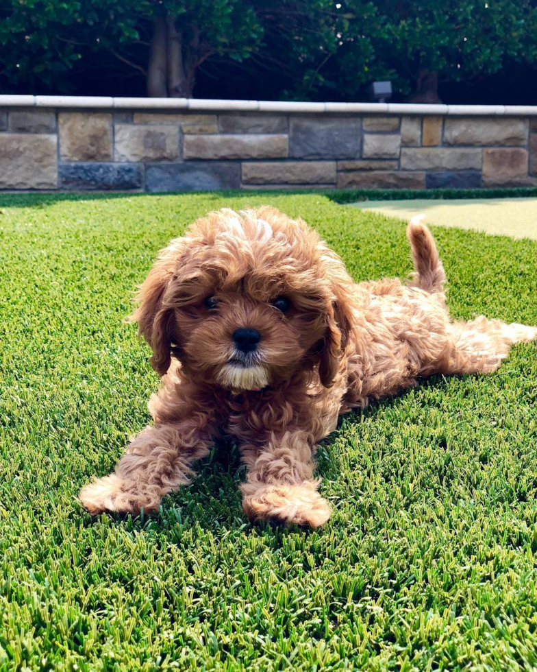 Friendly Cavapoo Pup in Nichols Hills OK
