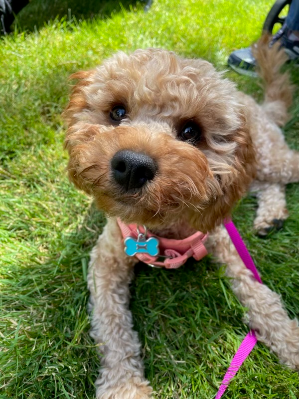 Cavapoo Pup Being Cute