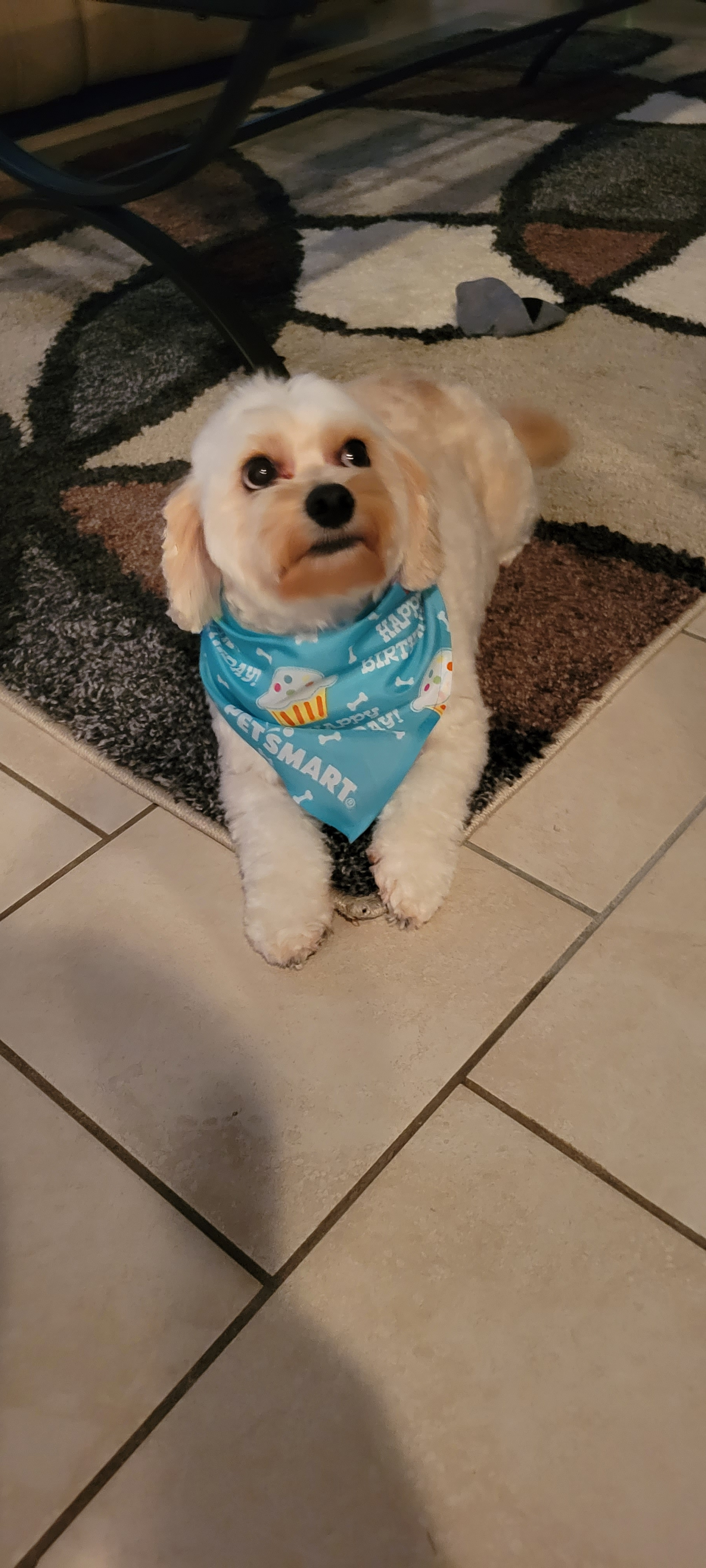 Cavachon Puppy for Adoption
