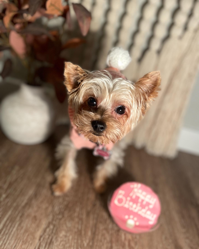 Petite Yorkshire Terrier Pup in