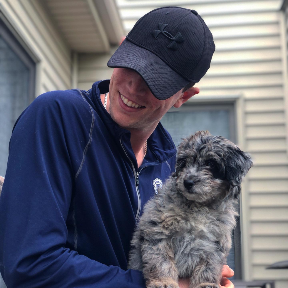 Mini Aussiedoodle Being Cute