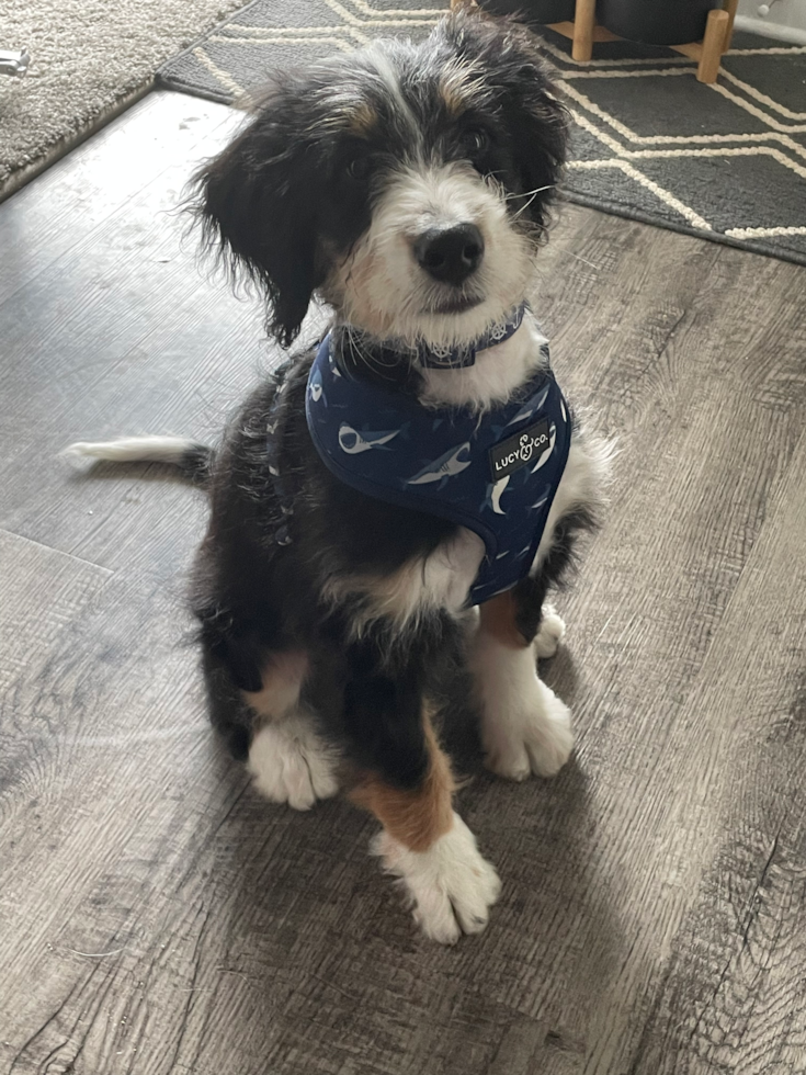 Suffolk Mini Bernedoodle Pup