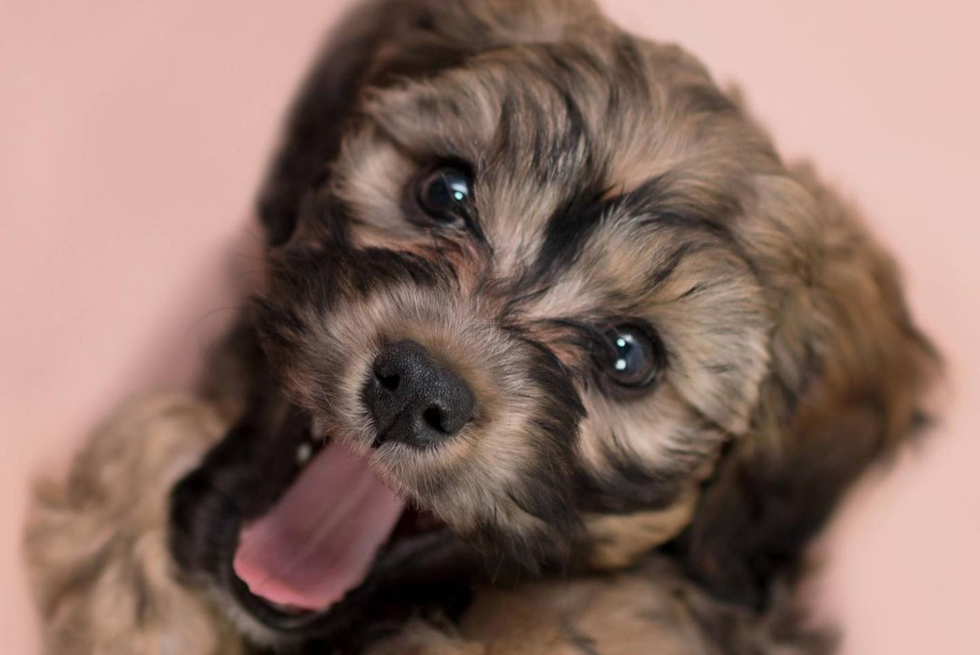 Playful Cavoodle Poodle Mix Pup