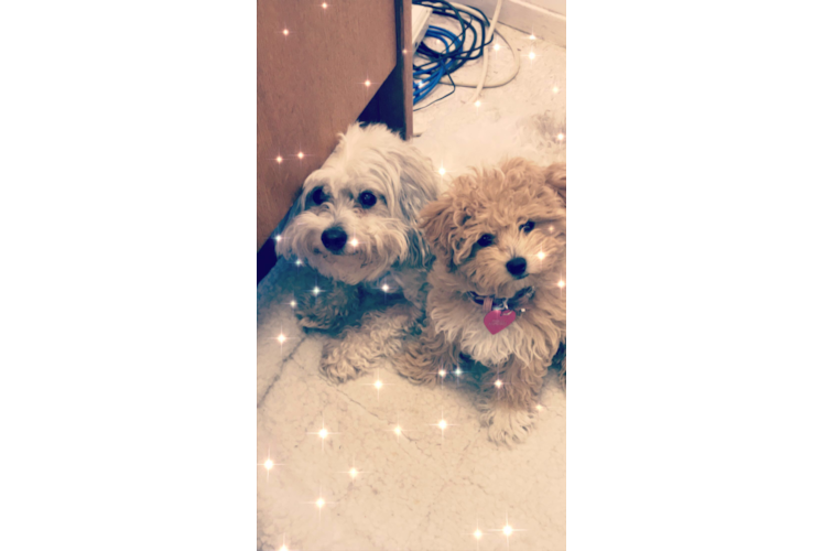 Maltipoo Pup Being Cute