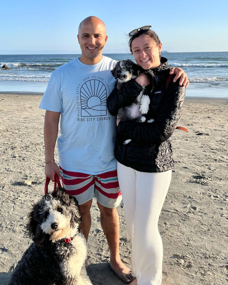 Happy Mini Bernedoodle Pup