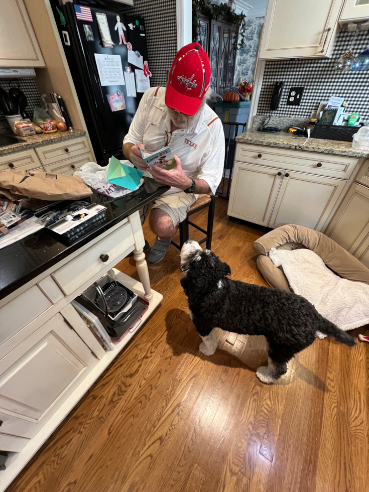 Mini Bernedoodle Pup