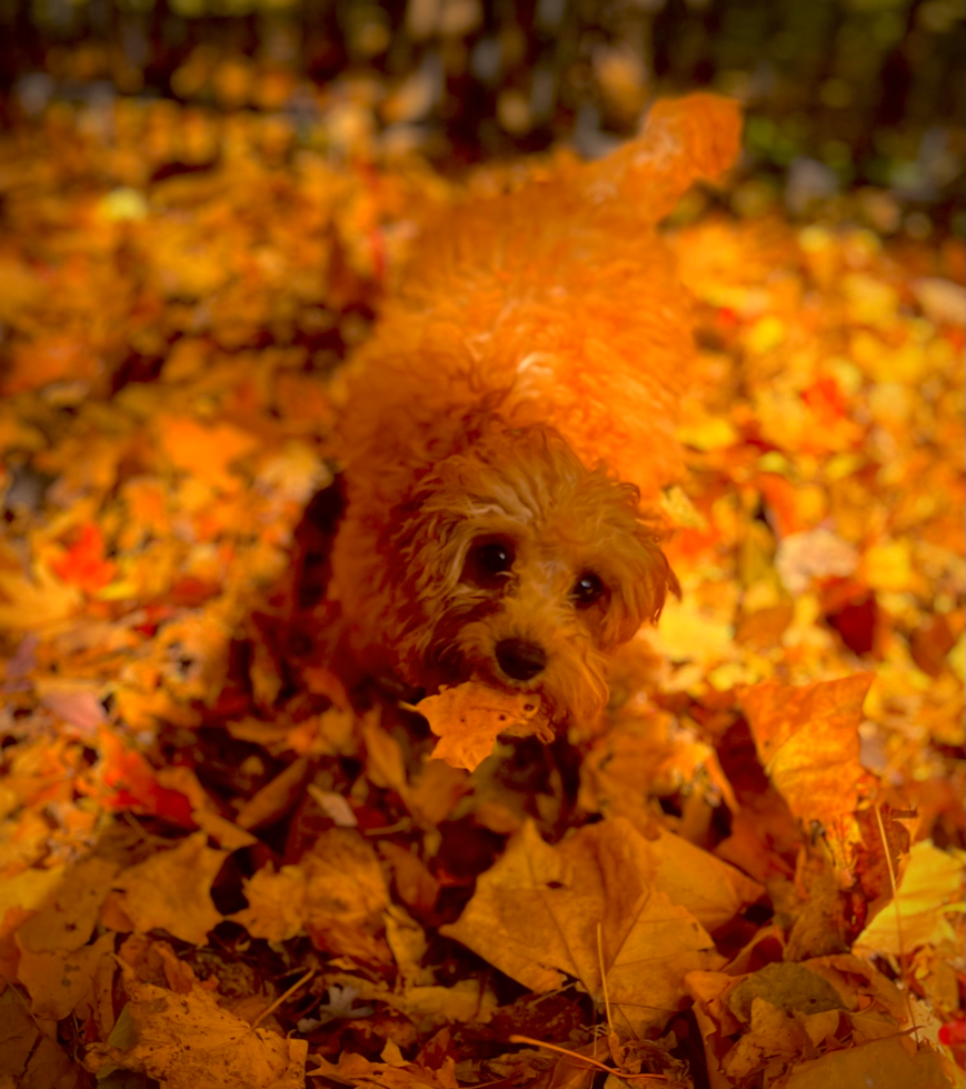 Happy Cavapoo Pup in