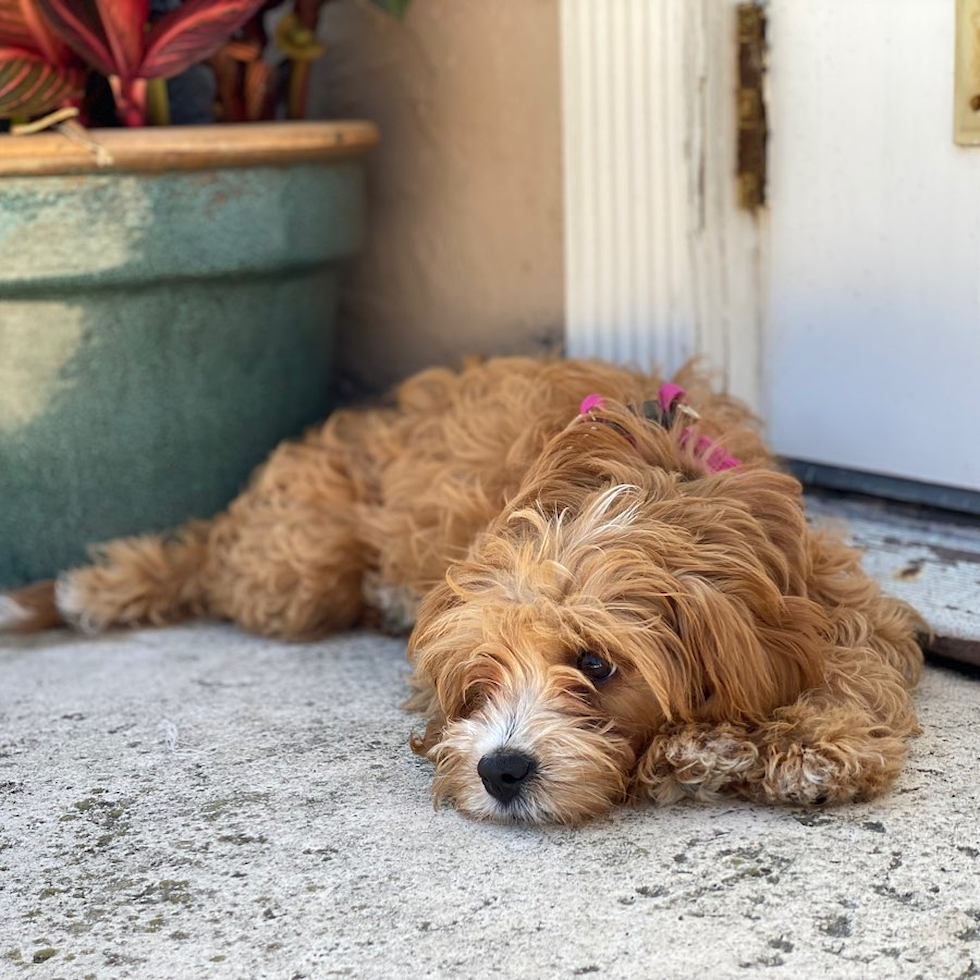 Funny Cavapoo Poodle Mix Pup