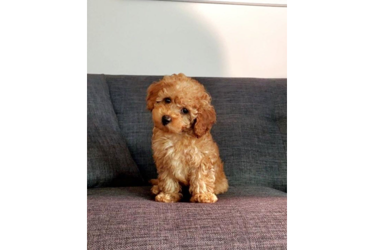 Fluffy Cavapoo Poodle Mix Pup