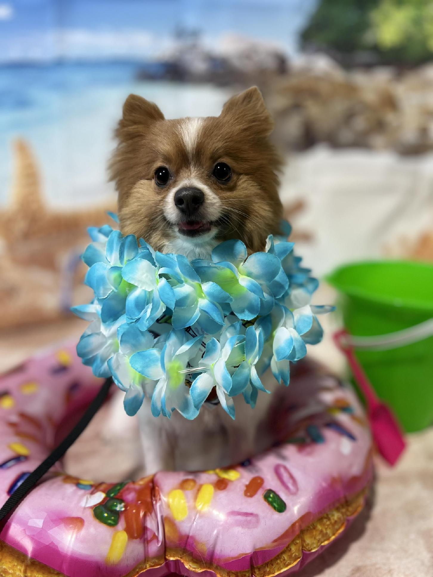 Pomeranian Puppy for Adoption