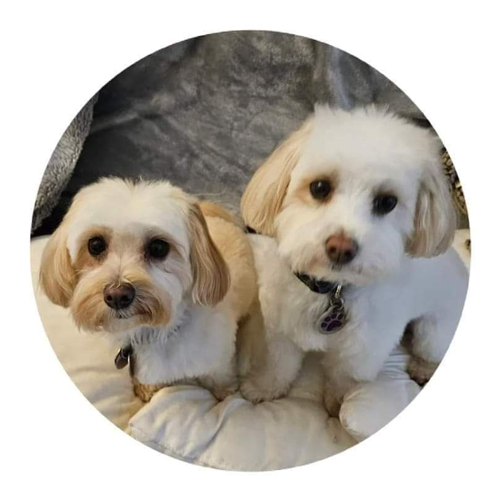 Friendly Maltipoo Pup