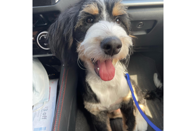 Petite Mini Bernedoodle Poodle Mix Pup